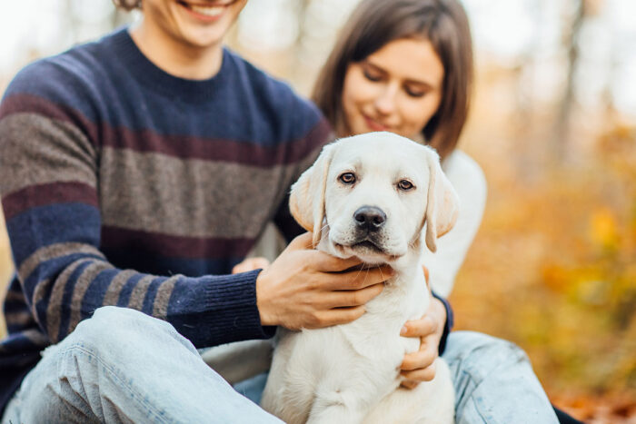 Projeto define como fica a guarda de pets em caso de divórcio; saiba o que muda 1 pet casal by freepik