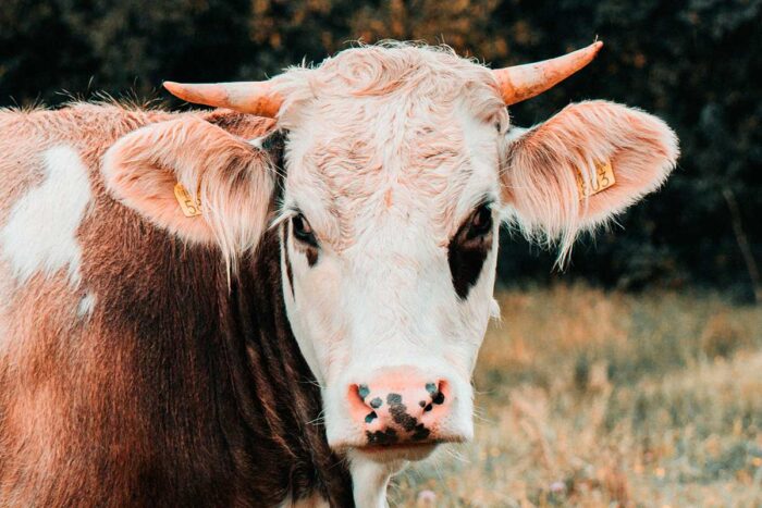 Trabalhador vai receber quase R$ 150 mil após levar 'chifrada' de vaca no intestino 1 vaca by freepik