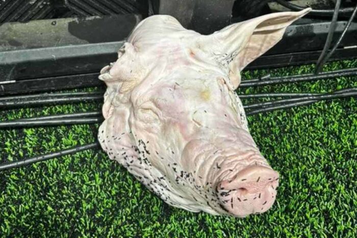 Cabeça de porco foi jogada em sacola dentro do estádio horas antes de Corinthians x Palmeiras 1 Cabeca de Porco.jpg. Reproducao Redes Sociais