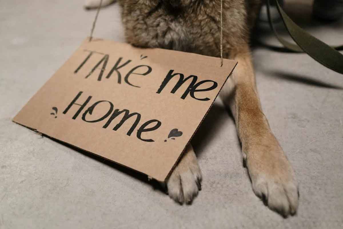 Pensando em adotar? Confira 6 motivos para não comprar um cachorro e levar a adoção adiante 1 Especial pet adocao