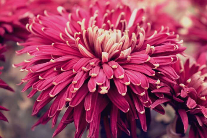Conheça 5 plantas fáceis de cultivar que são repelentes naturais de moscas e outros insetos 4 beautiful purple flowers
