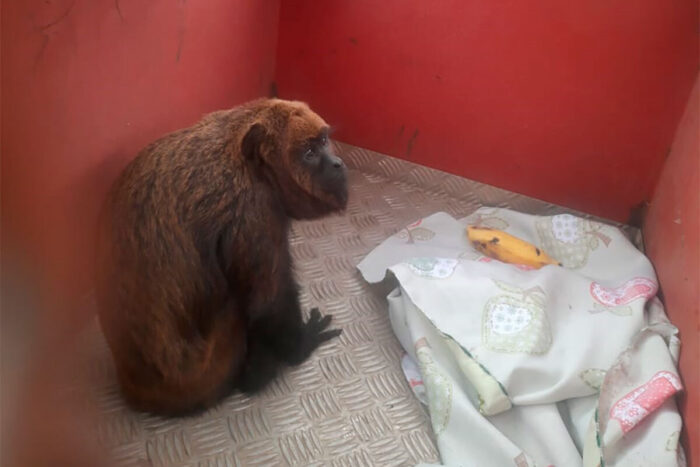 Macaco bugio é resgatado após sofrer descarga elétrica e ficar desacordado 1 Macaco bugio é resgatado após sofrer descarga elétrica e ficar desacordado