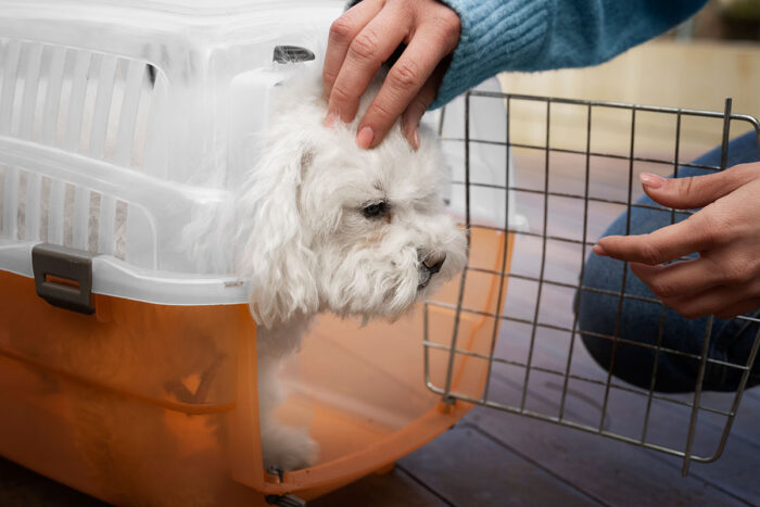 Transporte aéreo de animais passa a ter novas regras; veja as mudanças 1 cachorro caixa transporte by freepik