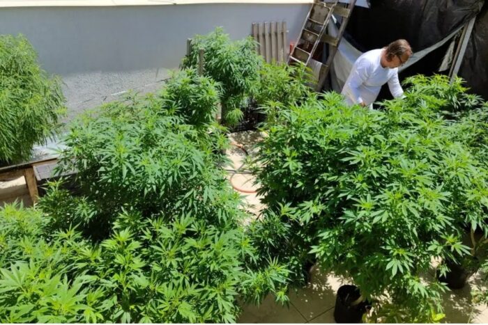Brasil atinge marca de 672 mil pacientes que se tratam com cannabis 1 cannabis