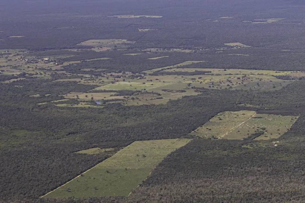 Desmatamento cai 55% na Mata Atlântica no primeiro semestre 1 desmatamento 1