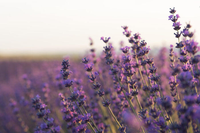 Conheça 5 plantas fáceis de cultivar que são repelentes naturais de moscas e outros insetos 1 lavanda freepik