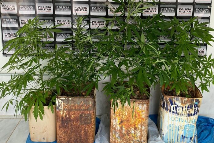 PM faz buscas em casa de mulher e apreende pés de maconha que seriam do seu filho 1 maconha PM canaa
