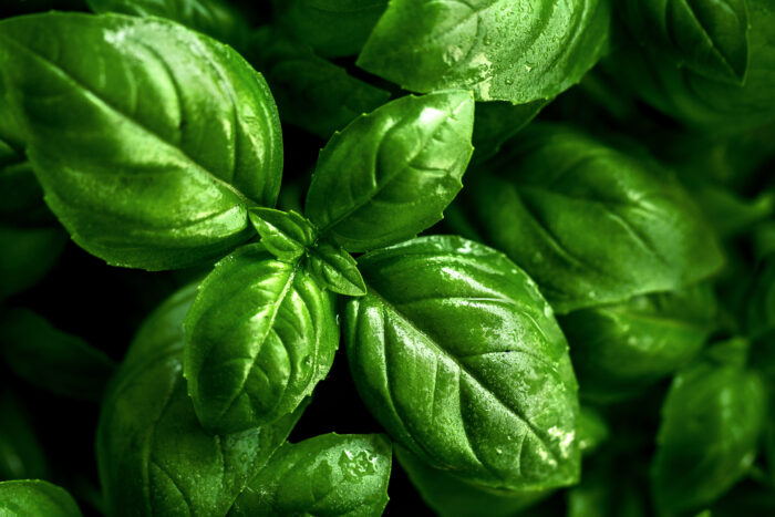 Conheça 5 plantas fáceis de cultivar que são repelentes naturais de moscas e outros insetos 2 manjericao freepik