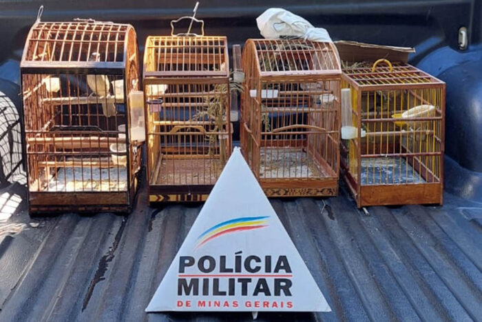 Homem é preso em flagrante por manter pássaros em cativeiro 1 Homem é preso em flagrante por manter pássaros em cativeiro