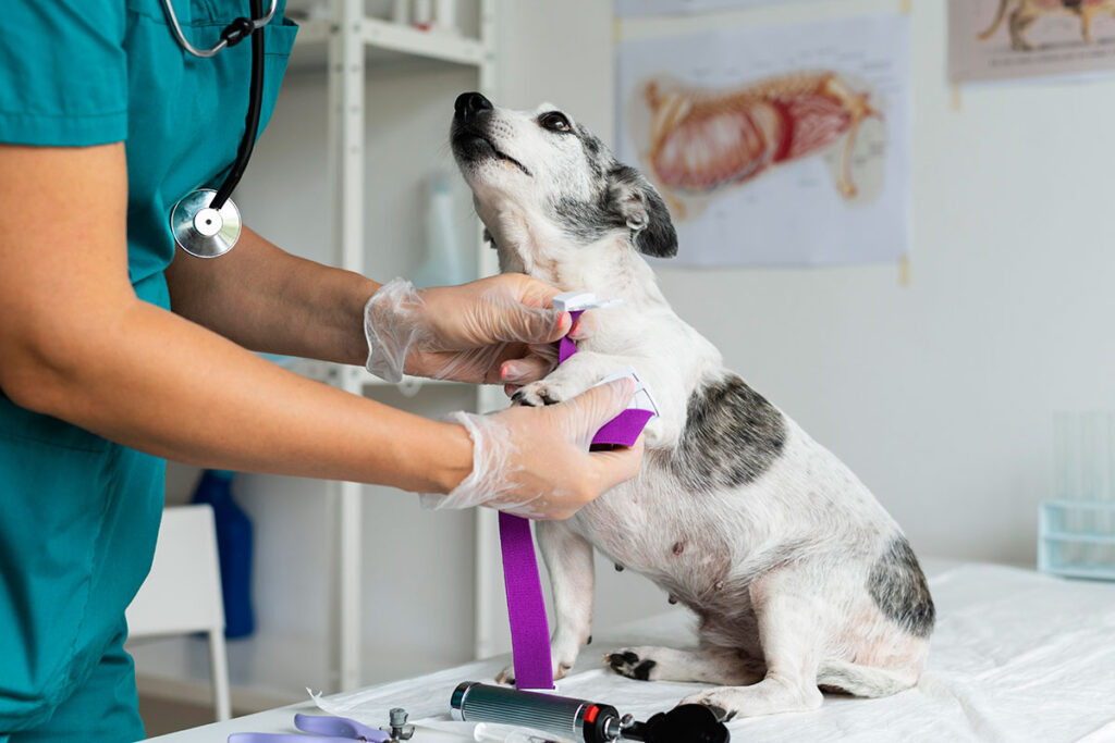 Conheça 8 especialidades veterinárias e saiba quando procurá-las 1 veterinaria by freepik