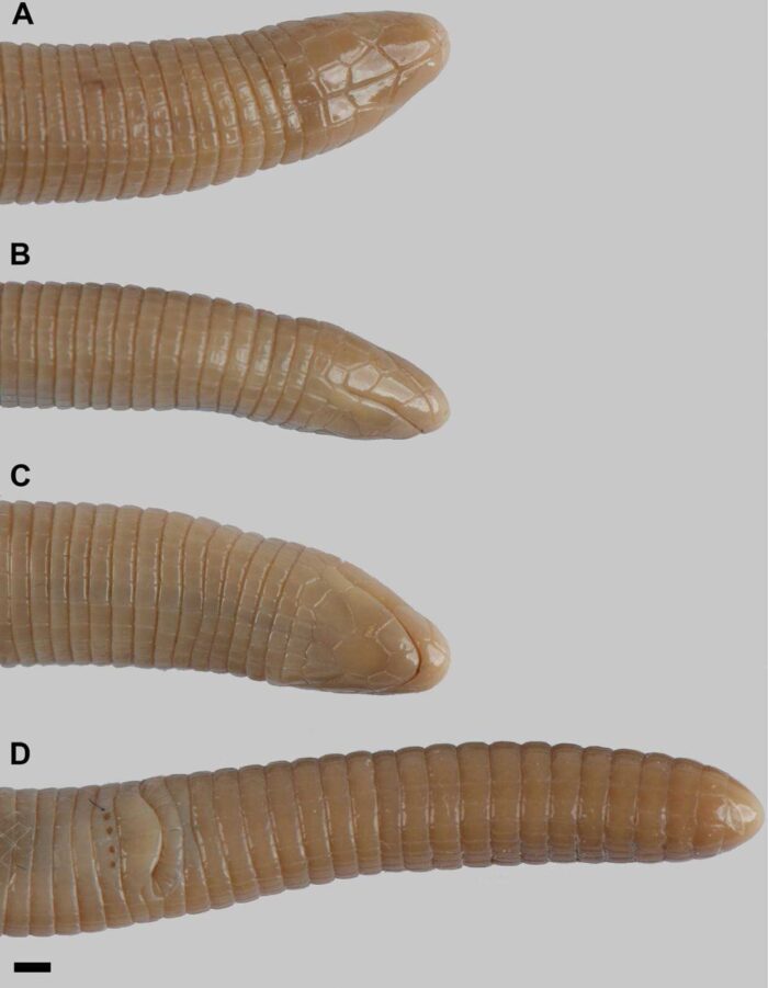 Juiz de Fora tem primeiro registro mineiro de espécie de cobra-de-duas-cabeças 4 Exemplar de JF Foto Museu de Historia Natural da Dinamarca