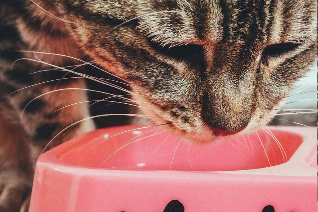 Brasil e Japão firmam acordo para exportação de gordura animal 1 Gato comendo Pexels