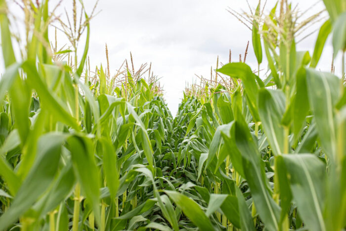 Justiça condena empresa a indenizar agricultores de cidade mineira em mais de R$ 2 milhões 1 Justiça condena empresa a indenizar agricultores de cidade mineira em mais de R$ 2,1 milhões