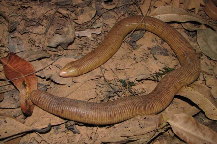 Juiz de Fora tem primeiro registro mineiro de espécie de cobra-de-duas-cabeças 2 cobra-de-duas-cabeças