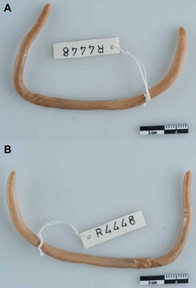 Juiz de Fora tem primeiro registro mineiro de espécie de cobra-de-duas-cabeças 3 anfisbena sudeste Foto Museu de Historia Natural da Dinamarca