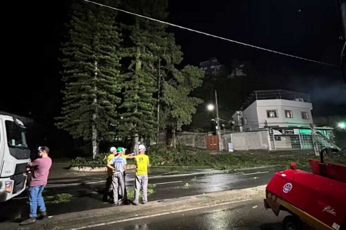 Pinheiro cai em fiação elétrica na Avenida JK e moradores da região ficam sem energia 1 pinheiro