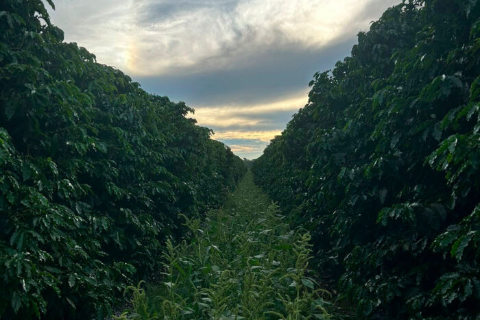 Há 30 anos, Reserva Heitor produz café especial enquanto sequestra carbono 1 reserva heitor