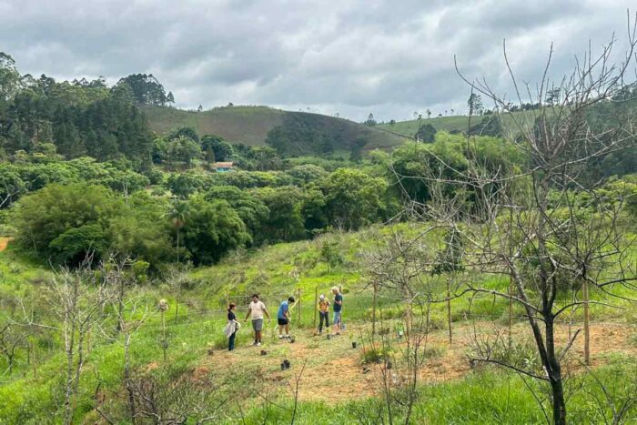 Voluntários plantam mais de 5 mil árvores em reserva da Mata Atlântica 1 chacara voluntariado ambiental