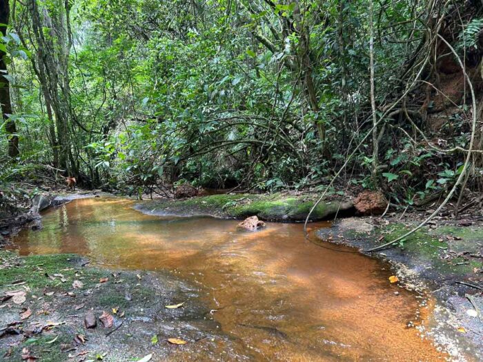 Voluntários plantam mais de 5 mil árvores em reserva da Mata Atlântica 4 árvores chácara