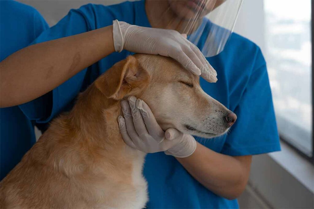 Veja 9 mudanças no comportamento do cachorro após a castração 2 Castração