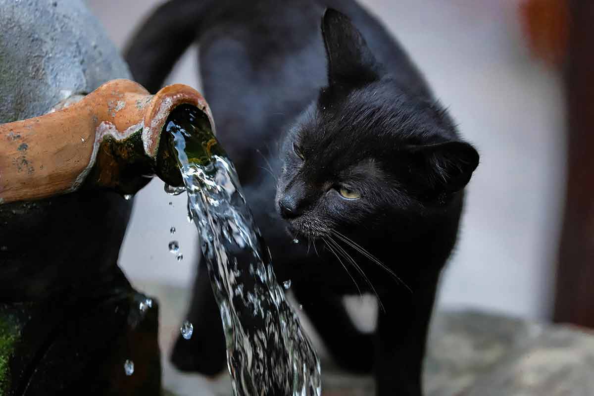 Veja maneiras de incentivar os gatos a beberem água 1 hidratação água gato