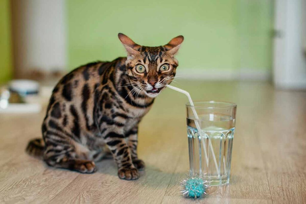 Veja maneiras de incentivar os gatos a beberem água 2 hidratação água gato