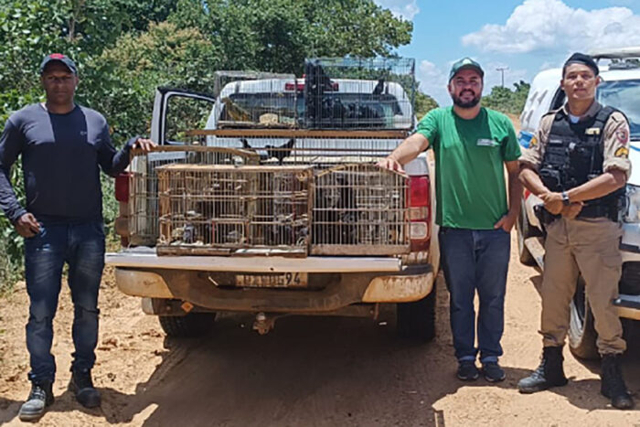 Líder de grupo que capturava pássaros silvestres é preso com cerca de 360 aves e multado em mais de R$ 620 mil em Minas