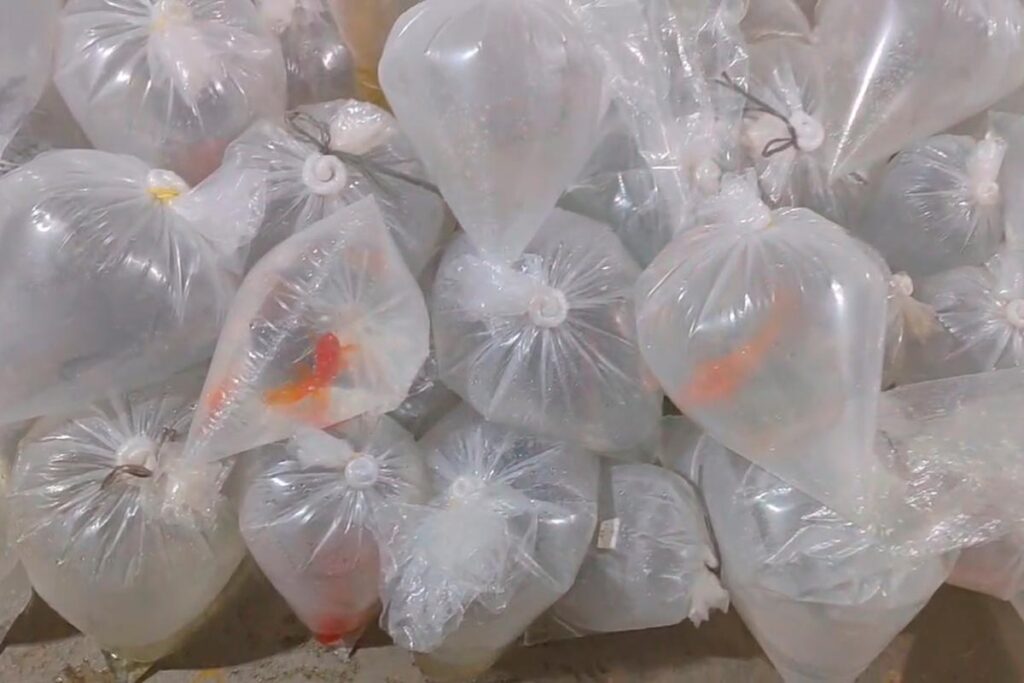 Mais de 6 mil peixes ornamentais avaliados em R$ 80 mil são apreendidos 2 Peixes ornamentais apreendidos foto pmma 2