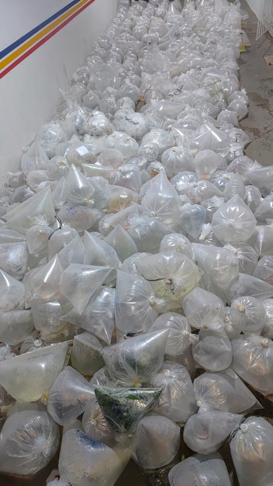 Mais de 6 mil peixes ornamentais avaliados em R$ 80 mil são apreendidos 1 Peixes ornamentais apreendidos foto pmma