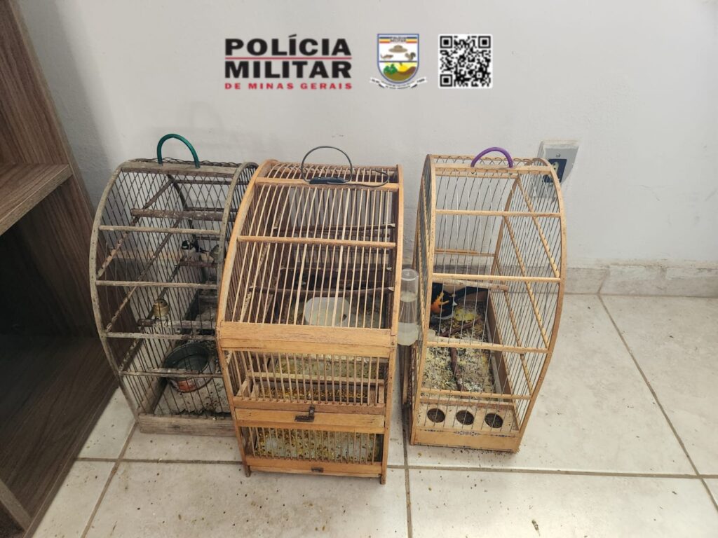 13 pássaros silvestres são encontrados em cativeiros e multas somam R$26 mil 2 pássaros