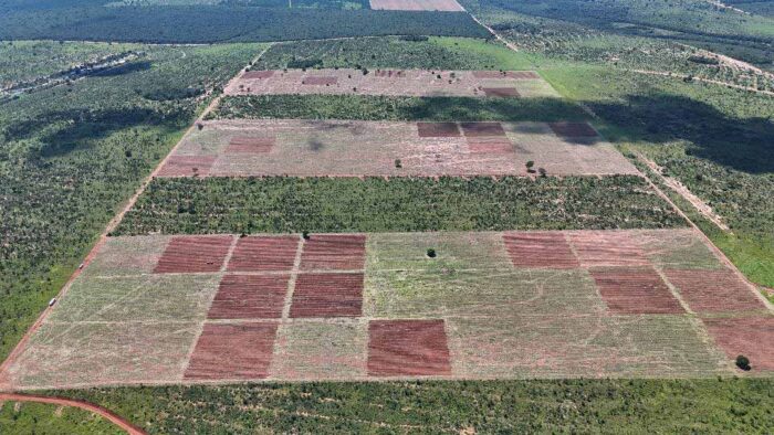 UFV colabora com um dos maiores projetos do mundo de restauração ecológica no Cerrado 2 cerrado