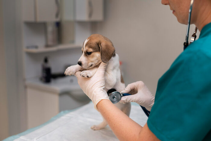 Confira 9 benefícios de contratar um plano de saúde para o seu animal 1 cachorro veterinario by freepik