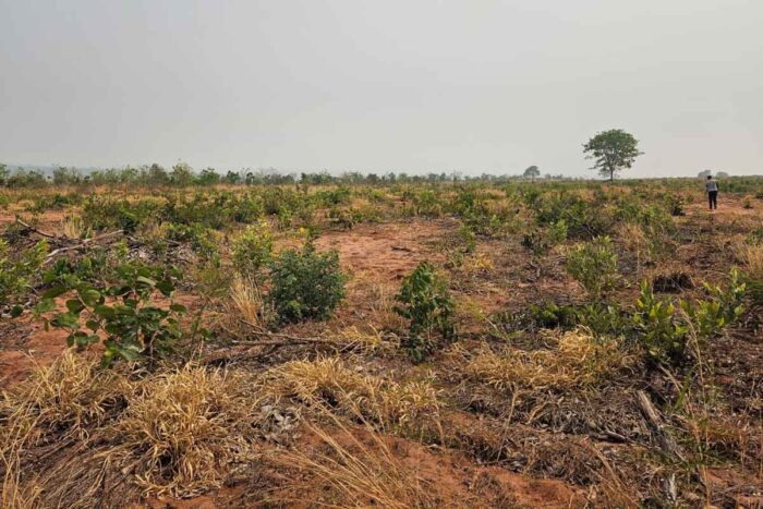 UFV colabora com um dos maiores projetos do mundo de restauração ecológica no Cerrado 1 cerrado UFV