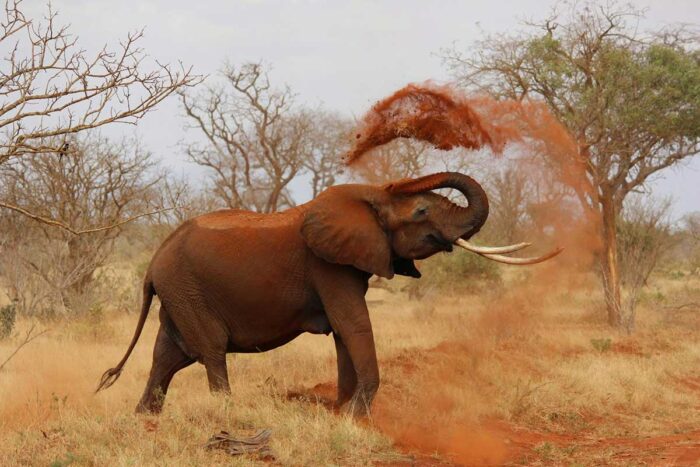 Saiba quais são os 8 maiores mamíferos do mundo 1 elefante by pixabay