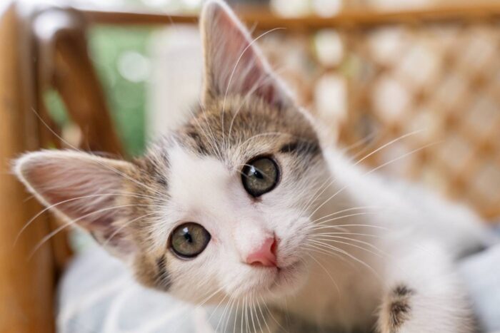 gato