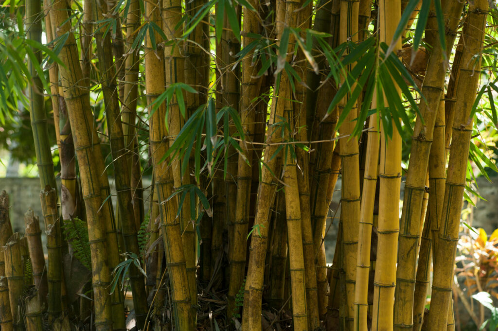 Bambu 1 guiducci cronica bambu cronimetricas web