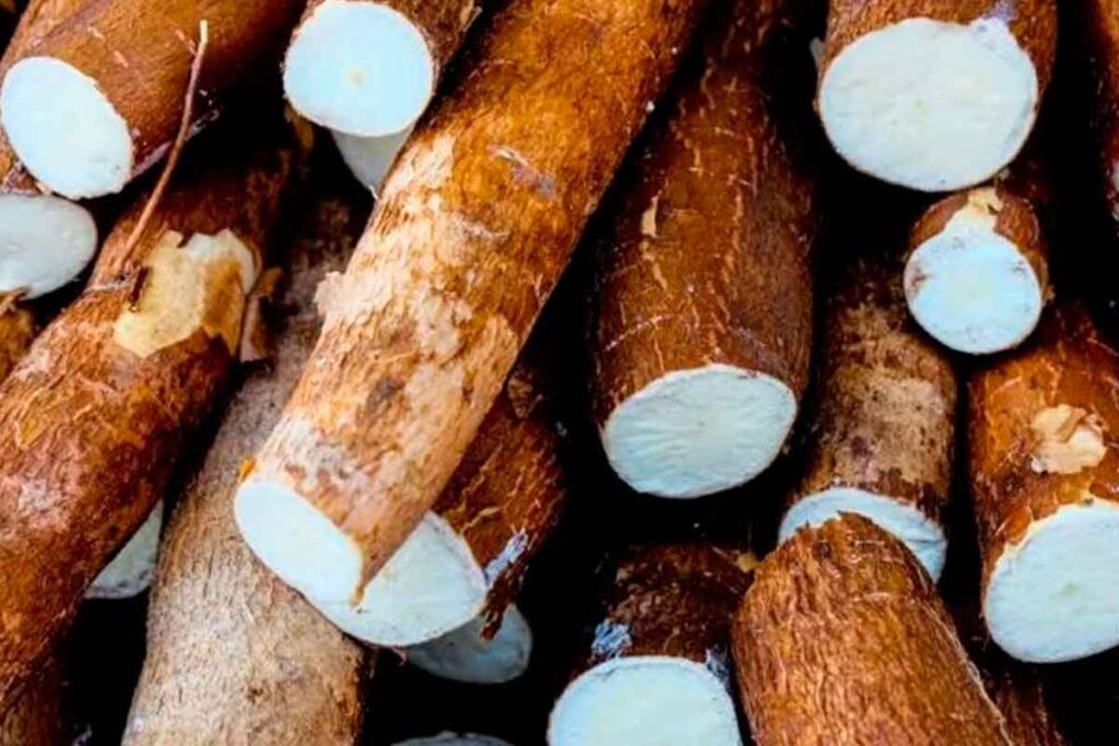 Mandioca contribui para boa saúde do intestino, conclui estudo brasileiro 1 mandioca pexels