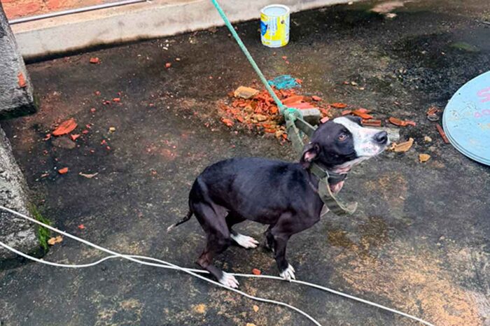 Mulher é presa por maus-tratos a animais domésticos 1 maus-tratos