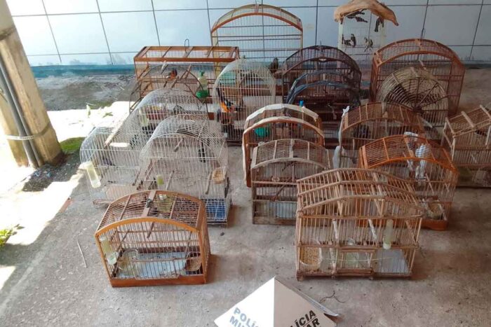 Homem é multado em R$ 60 mil por manter pássaros silvestres em cativeiro 1 passaro pmma apreensao
