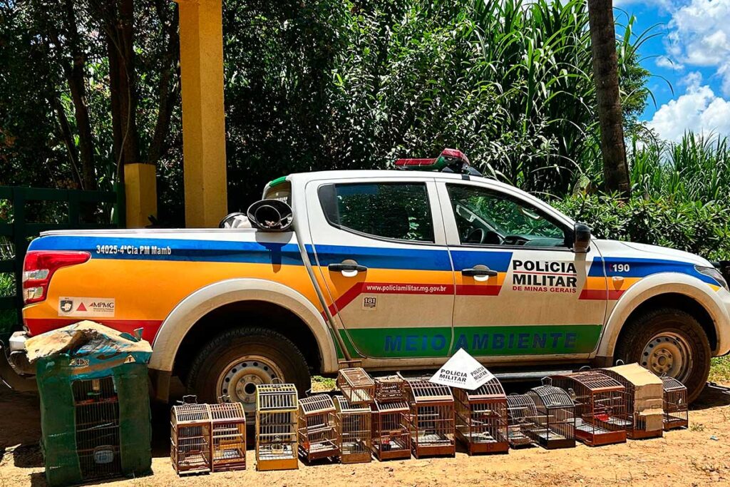 Dupla é multada em R$ 32 mil por manter pássaros silvestres em cativeiro 1 Homens são multados em R$ 32 mil por manterem pássaros silvestres em cativeiro