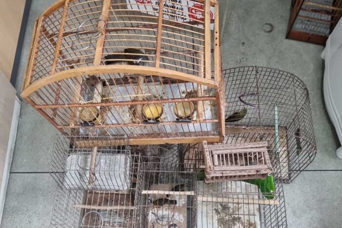 Homem é multado em mais de R$ 35 mil por manter pássaros silvestres em cativeiro 1 passarospmmamb2