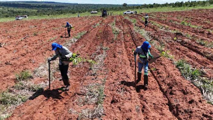 UFV colabora com um dos maiores projetos do mundo de restauração ecológica no Cerrado 3 Cerrado