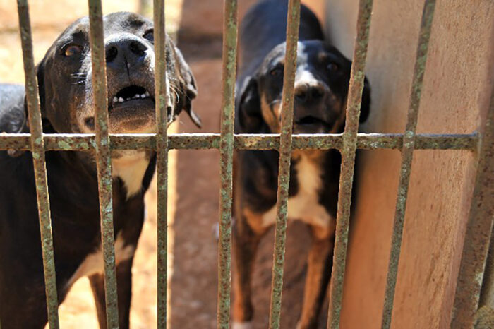 Procriação e entrada de cães da raça pit bull são proibidas em Minas Gerais 1 pit bulls