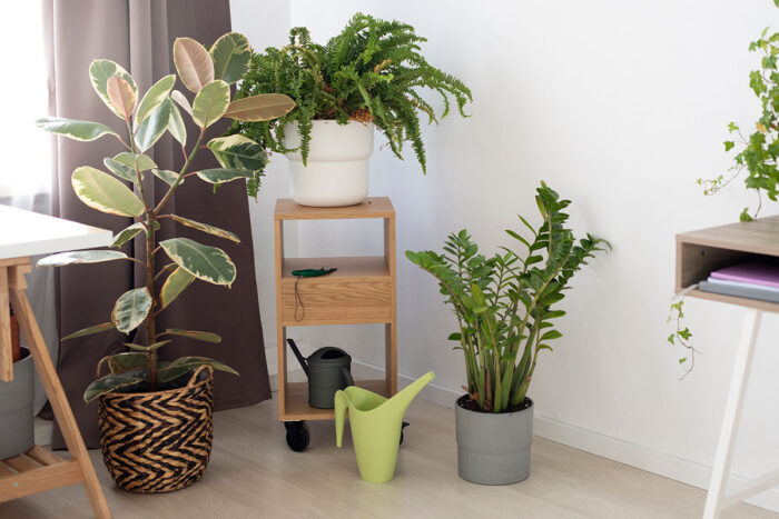Vai viajar nas férias? Veja dicas para garantir que suas plantas fiquem bem na sua ausência 1 plantas by freepik