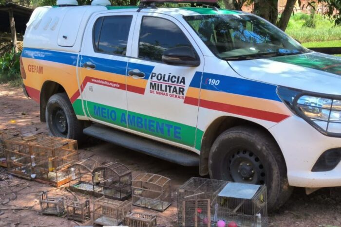 Pássaros silvestres são apreendidos em município mineiro 1 site 1 3