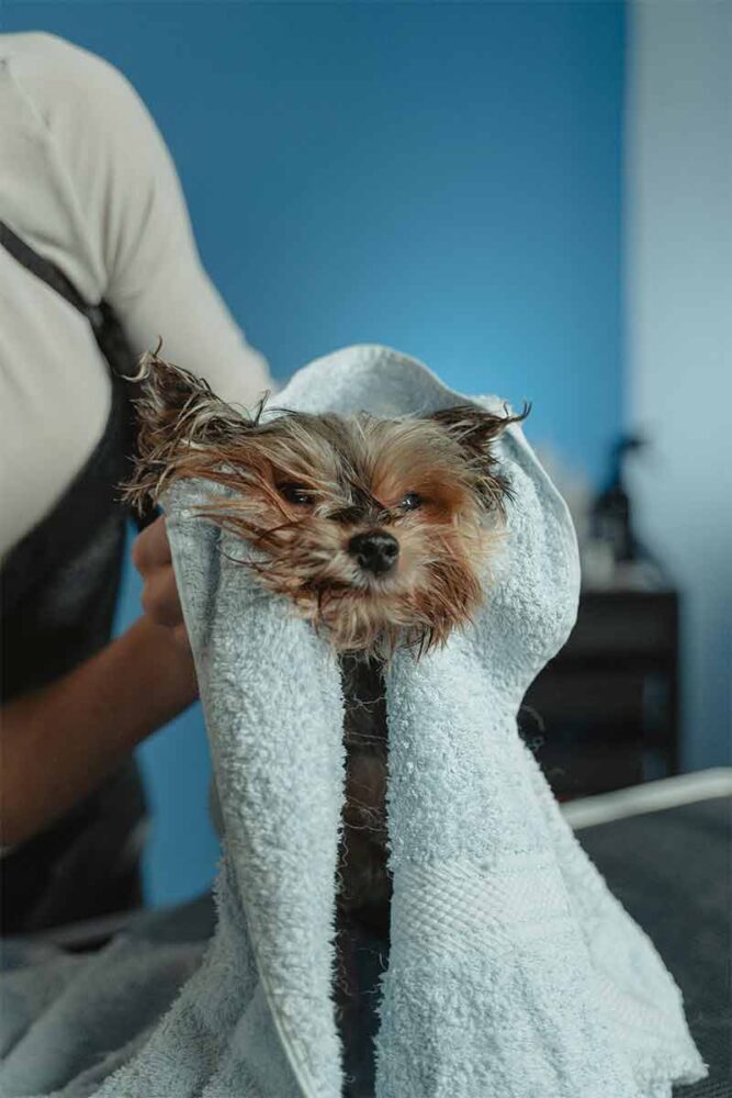 Tosa animal é recomendada para amenizar o calor em cachorros? Entenda 2 tosa em cachorro