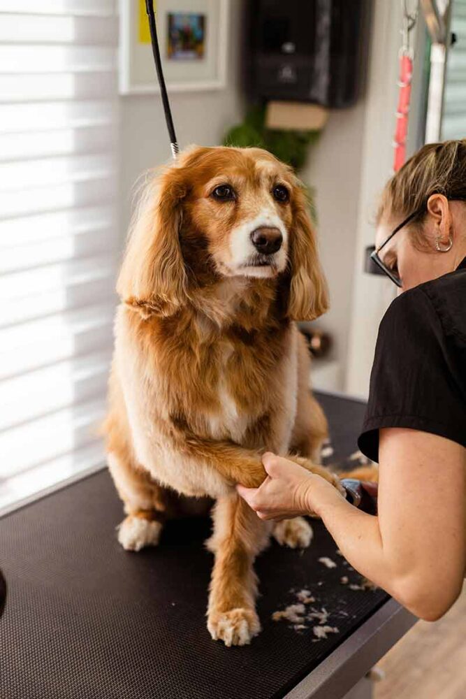 Tosa animal é recomendada para amenizar o calor em cachorros? Entenda 1 tosa em cachorro