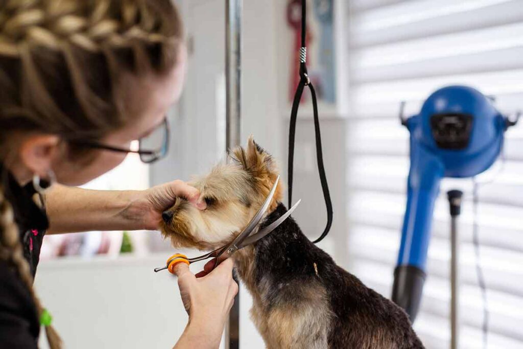 Regulamentação da terapia com cães avança em Minas Gerais 1 tosa animal Pexels
