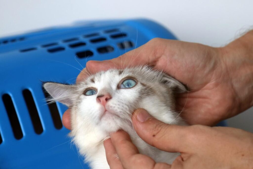 Hospital Público Veterinário: lei é promulgada, mas sem previsão de sair do papel 2 Foto veterinario Leonardo Costa