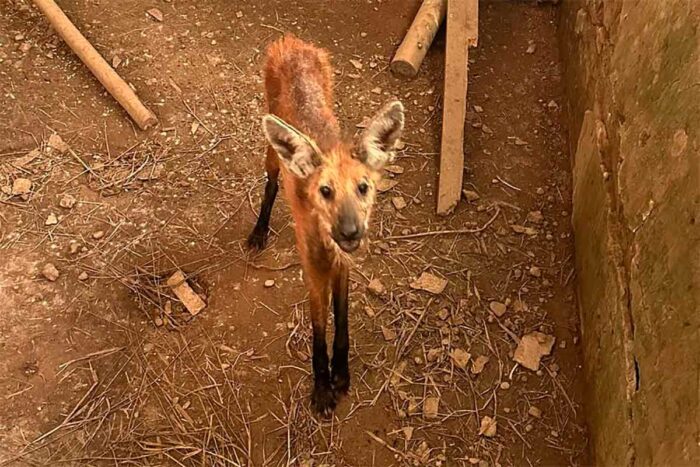 Lobo-guará debilitado é resgatado em propriedade rural 1 Lobo guara debilitado e resgatado em propriedade rural de Antonio Carlos